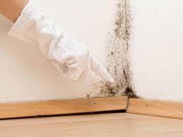 Why You Should Choose Our Mold Remediation Services in Kermit, TX